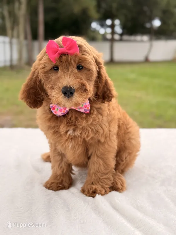 Hazel - Medium Goldendoodle  – Goldendoodle, Miniature Goldendoodle puppy for sale in Frostproof, FL