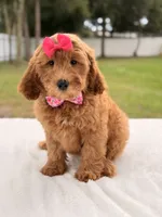 Hazel - Medium Goldendoodle , a female Goldendoodle and Miniature Goldendoodle for sale in Frostproof, FL – 1 of 10
