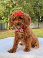 Princes - Toy, a female Miniature Goldendoodle for sale in Frostproof, FL – 6 of 10