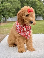 Cassie , a female Miniature Goldendoodle for sale in Frostproof, FL – 10 of 10