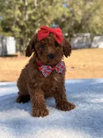 Briana - Mini, a female Miniature Goldendoodle for sale in Frostproof, FL – Photo 7 of 9