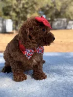 Briana - Mini, a female Miniature Goldendoodle for sale in Frostproof, FL – Photo 8 of 9