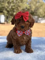 Briana - Mini, a female Miniature Goldendoodle for sale in Frostproof, FL – Photo 1 of 9