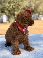 Briana - Mini, a female Miniature Goldendoodle for sale in Frostproof, FL – Photo 6 of 9