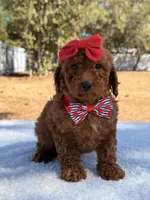 Briana - Mini, a female Miniature Goldendoodle for sale in Frostproof, FL – Photo 9 of 9