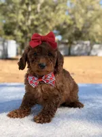 Briana - Mini, a female Miniature Goldendoodle for sale in Frostproof, FL – Photo 4 of 9