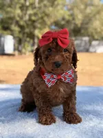 Briana - Mini, a female Miniature Goldendoodle for sale in Frostproof, FL – Photo 3 of 9