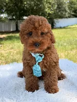 Timón - Mini F1bb, a male Miniature Goldendoodle for sale in Frostproof, FL – 10 of 10
