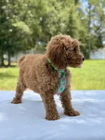 Thomas - F1b Mini Goldendoodle Male , a male Miniature Goldendoodle for sale in Frostproof, FL – 4 of 8