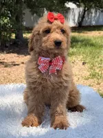 Daisy , a female Miniature Goldendoodle for sale in Frostproof, FL – 10 of 10