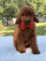 Oscar - F1b Mini, a male Goldendoodle and Miniature Goldendoodle for sale in Frostproof, FL – 5 of 10