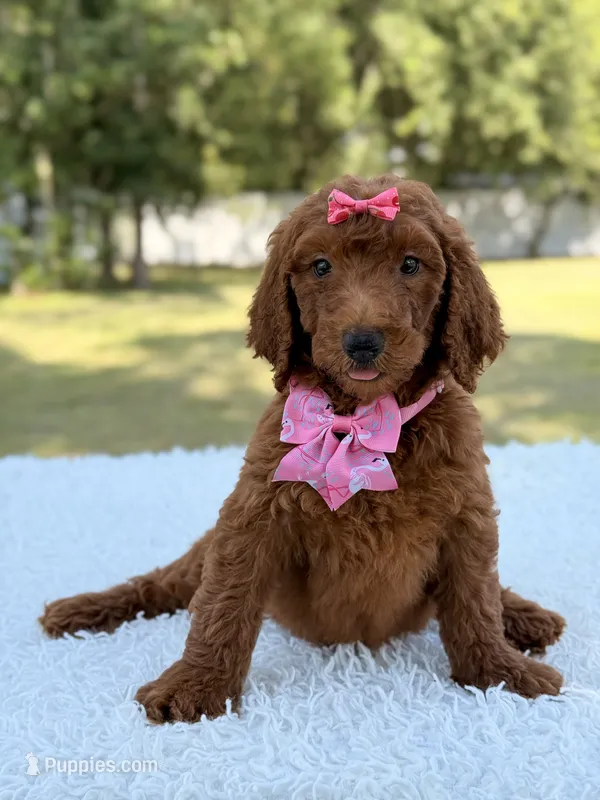Destiny - F1b Standard Goldendoodle  – Goldendoodle puppy for sale in Frostproof, FL