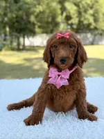 Destiny - F1b Standard Goldendoodle , a female Goldendoodle for sale in Frostproof, FL – 1 of 9