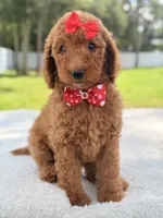 Jamie , a female Goldendoodle for sale in Frostproof, FL – 4 of 10