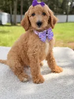 Joy , a female Goldendoodle for sale in Frostproof, FL – 3 of 10