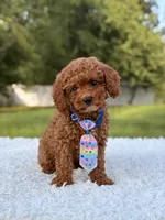 Atlas - Cavapoo, a male Cavapoo for sale in Frostproof, FL – 9 of 10