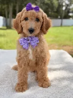 Joy , a female Goldendoodle for sale in Frostproof, FL – 7 of 10