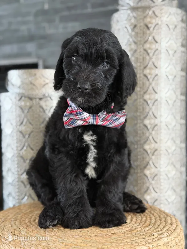 Angel  F1 Standard  – Goldendoodle puppy for sale in Frostproof, FL