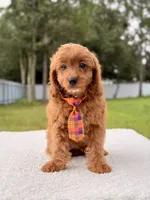 Cooper , a male Cavapoo for sale in Frostproof, FL – 5 of 8