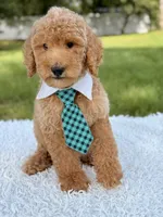 Blue - F1bb Standard Goldendoodle , a male Goldendoodle for sale in Frostproof, FL – 6 of 7