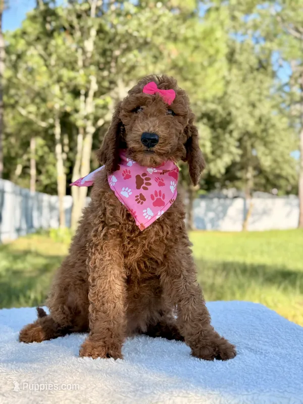 Emmy - F1b Standard Female  – Goldendoodle puppy for sale in Frostproof, FL