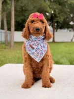 Ella - F1b Standard Goldendoodle , a female Goldendoodle for sale in Frostproof, FL – 9 of 9