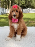 Honey  - F1b Standard , a female Goldendoodle for sale in Frostproof, FL – 6 of 7