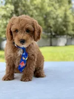 Theodore - F1b Mini Goldendoodle male , a male Miniature Goldendoodle for sale in Frostproof, FL – 3 of 10