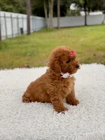 Dreamy - F1b Mini , a female Miniature Goldendoodle for sale in Frostproof, FL – 7 of 9