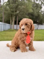 Chase , a male Cavapoo for sale in Frostproof, FL – 3 of 8