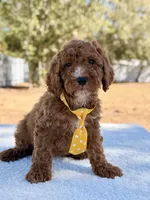  Bear - Mini, a male Miniature Goldendoodle for sale in Frostproof, FL – Photo 1 of 9