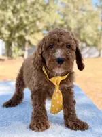  Bear - Mini, a male Miniature Goldendoodle for sale in Frostproof, FL – Photo 6 of 9