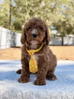  Bear - Mini, a male Miniature Goldendoodle for sale in Frostproof, FL – Photo 8 of 9