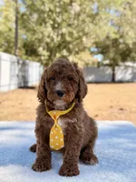  Bear - Mini, a male Miniature Goldendoodle for sale in Frostproof, FL – Photo 4 of 9