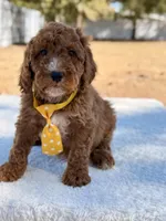  Bear - Mini, a male Miniature Goldendoodle for sale in Frostproof, FL – Photo 2 of 9