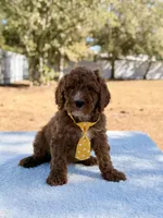  Bear - Mini, a male Miniature Goldendoodle for sale in Frostproof, FL – Photo 7 of 9