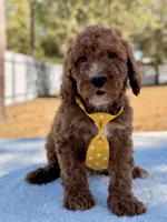  Bear - Mini, a male Miniature Goldendoodle for sale in Frostproof, FL – Photo 3 of 9