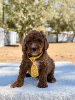  Bear - Mini, a male Miniature Goldendoodle for sale in Frostproof, FL – Photo 5 of 9