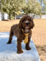  Bear - Mini, a male Miniature Goldendoodle for sale in Frostproof, FL – Photo 9 of 9