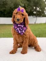 Electra - F1b Standard Goldendoodle , a female Goldendoodle for sale in Frostproof, FL – 8 of 9