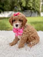 Betsy - F1b Toy , a female Goldendoodle and Miniature Goldendoodle for sale in Frostproof, FL – 5 of 8