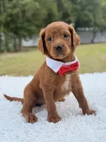 Dominic - F1b Standard , a male Goldendoodle for sale in Frostproof, FL – 1 of 8