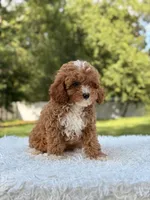 Athena , a female Cavapoo for sale in Frostproof, FL – 4 of 10