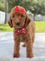 Jamie , a female Goldendoodle for sale in Frostproof, FL – 2 of 10