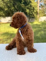 Peanut - F1bb Toy, a male Goldendoodle and Miniature Goldendoodle for sale in Frostproof, FL – 6 of 10