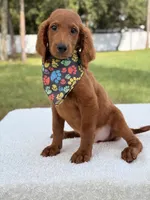 Dominic - F1b Standard , a male Goldendoodle for sale in Frostproof, FL – 3 of 7