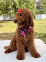 Valentina , a female Goldendoodle for sale in Frostproof, FL – 6 of 10