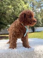 Timón - Mini F1bb, a male Miniature Goldendoodle for sale in Frostproof, FL – 4 of 10