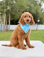 Harris , a male Goldendoodle and Miniature Goldendoodle for sale in Frostproof, FL – 7 of 8