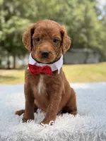 Dominic - F1b Standard , a male Goldendoodle for sale in Frostproof, FL – 6 of 8